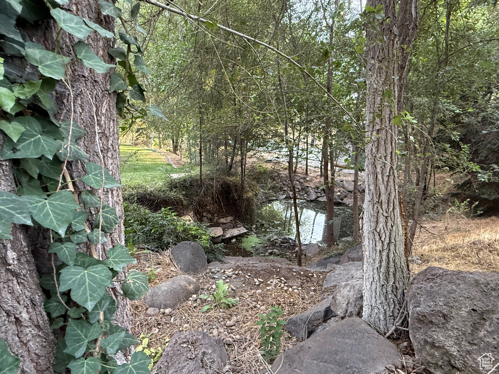 View of local wilderness