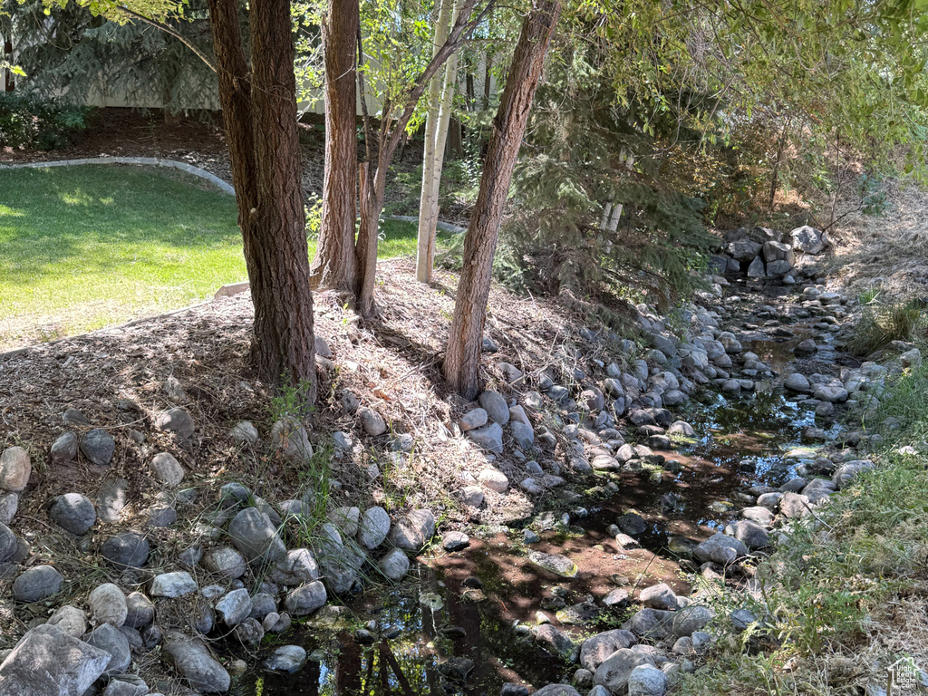 View of local wilderness