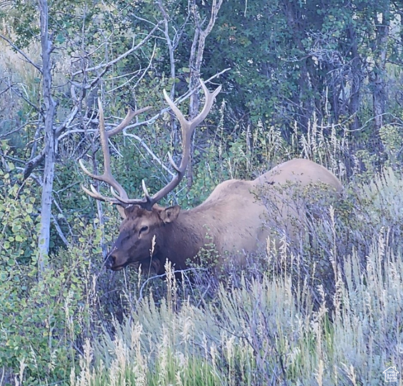 10452 N BASIN CANYON RD Park City, UT 84098