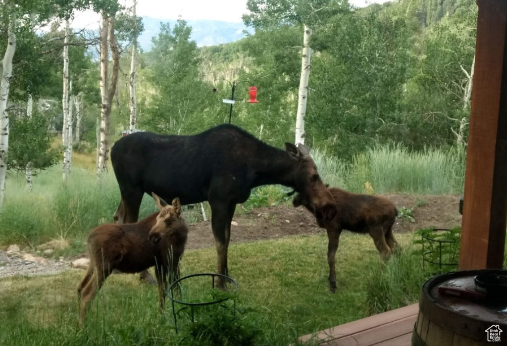 10452 N BASIN CANYON RD Park City, UT 84098