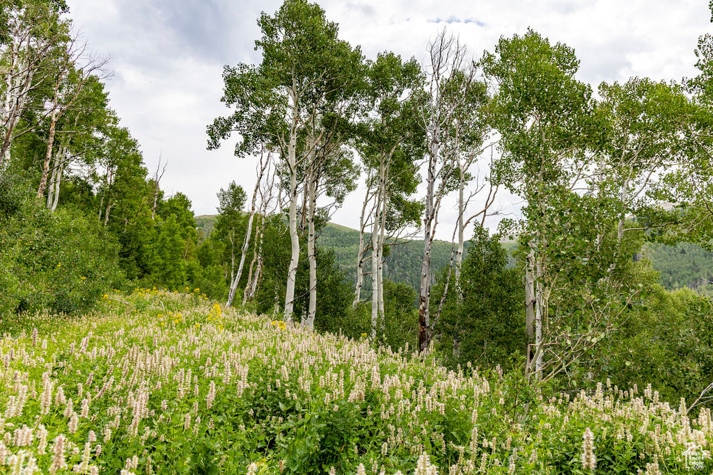  Midway, UT 84049