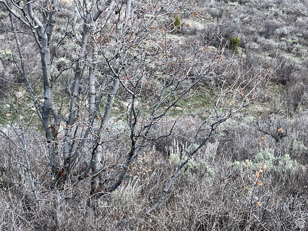 1243 W CEDAR DR Garden City, UT 84028