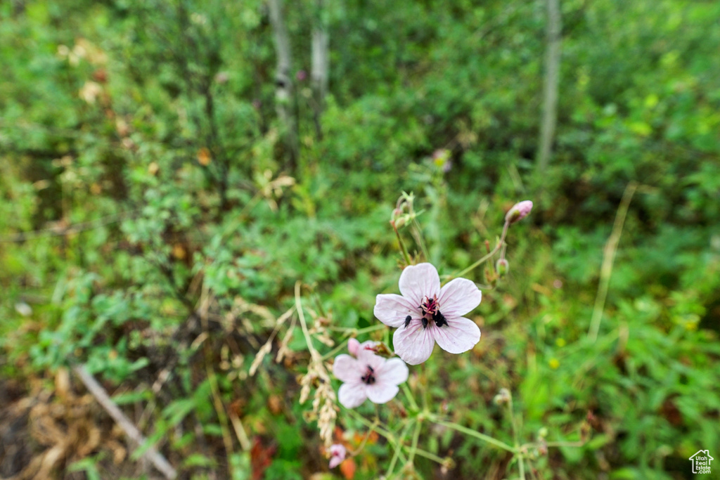  Woodland, UT 84036