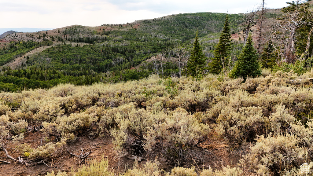 123  TBD DANCEHALL SPRING RD Sunnyside, UT 84539
