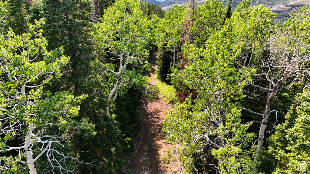 123  TBD DANCEHALL SPRING RD Sunnyside, UT 84539