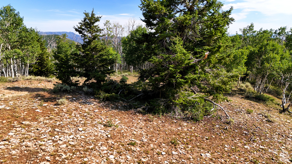 123  TBD DANCEHALL SPRING RD Sunnyside, UT 84539