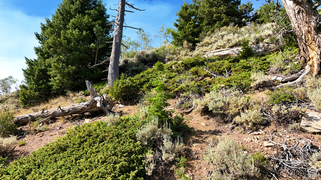 123  TBD DANCEHALL SPRING RD Sunnyside, UT 84539