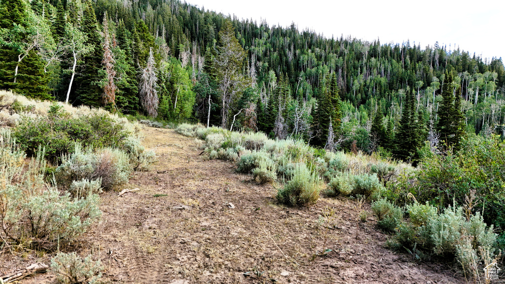 123  TBD DANCEHALL SPRING RD Sunnyside, UT 84539