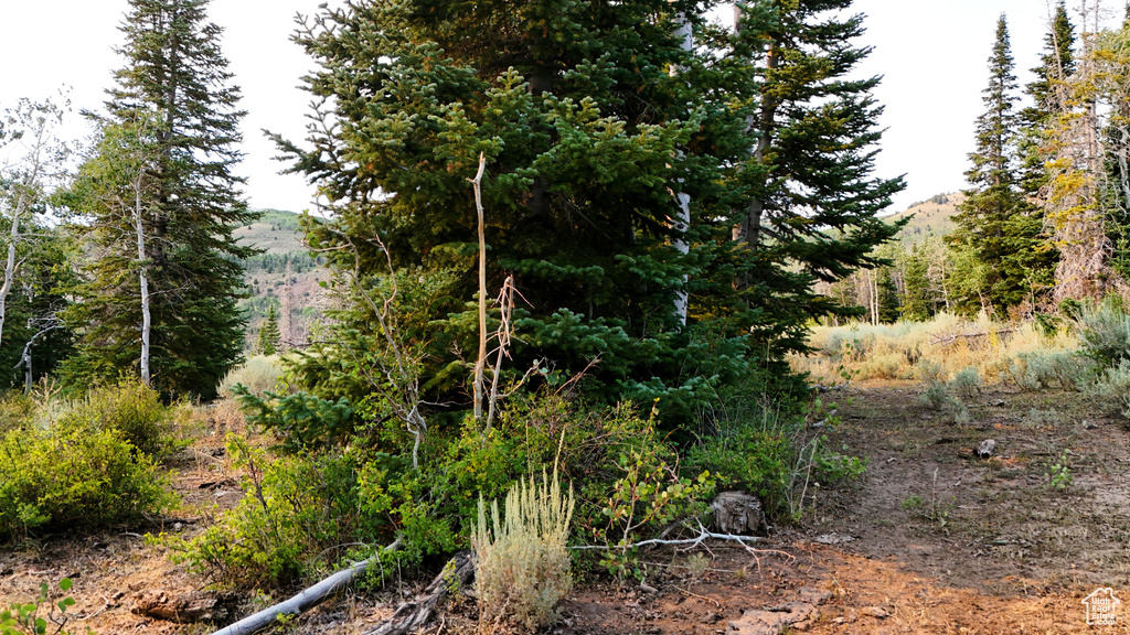 123  TBD DANCEHALL SPRING RD Sunnyside, UT 84539