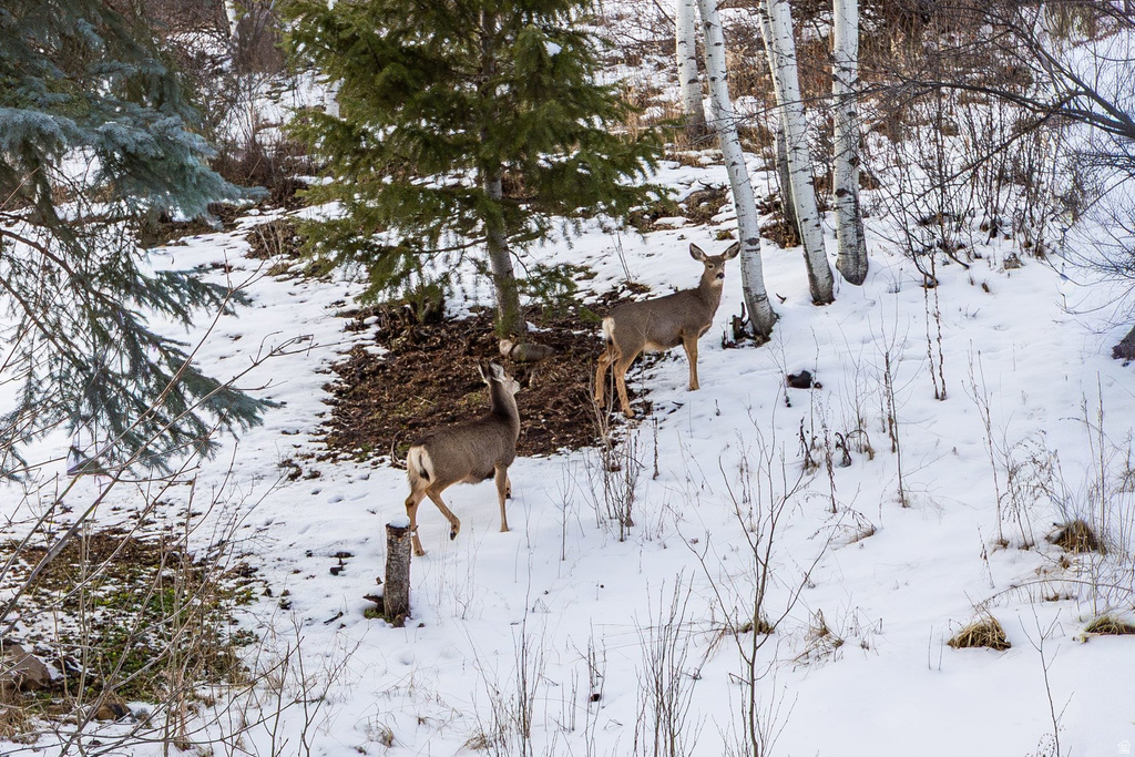 4320 HIDDEN COVE RD Park City, UT 84098