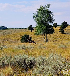  Sunnyside, UT 84539