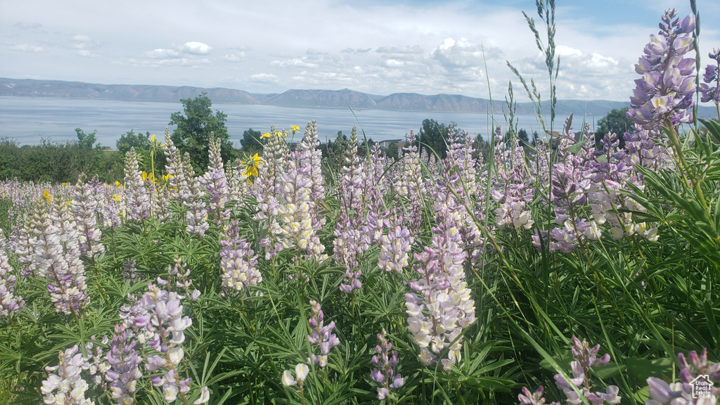  Fish Haven, ID 83287