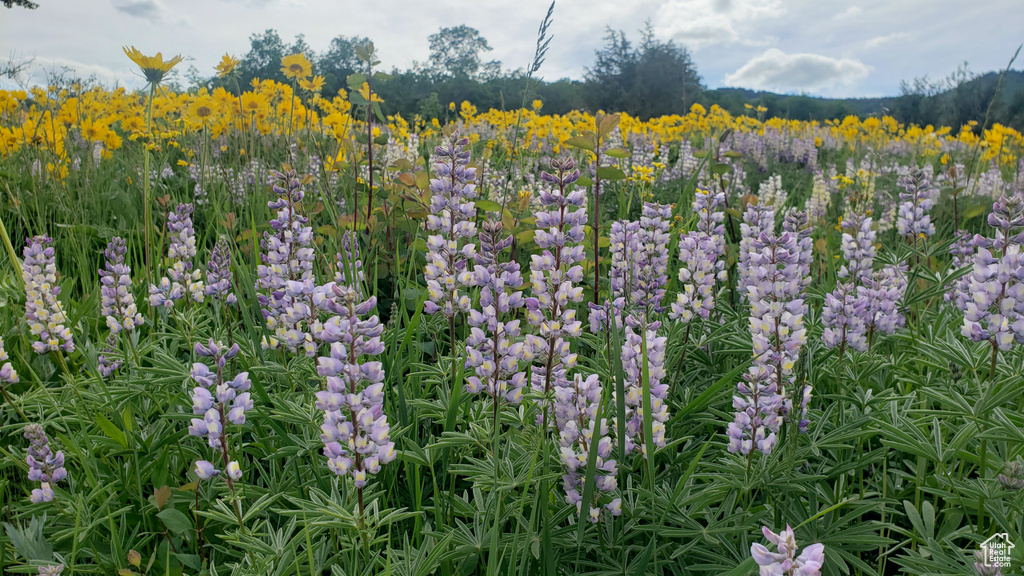  Fish Haven, ID 83287