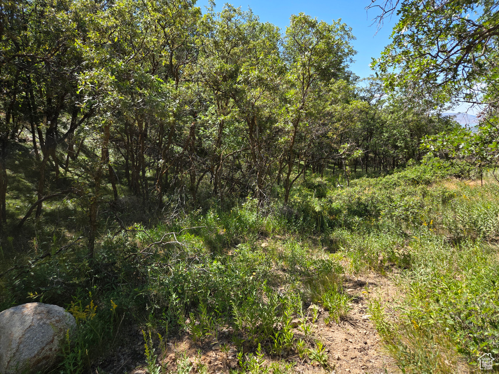 View of tree filled area