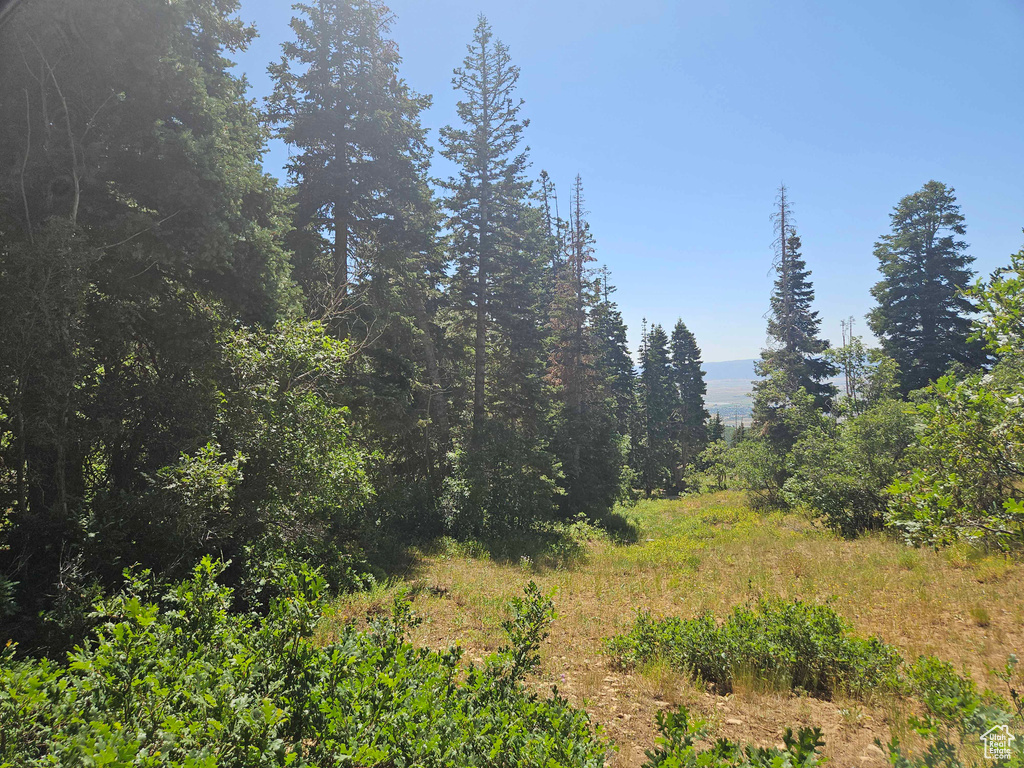 View of tree filled area