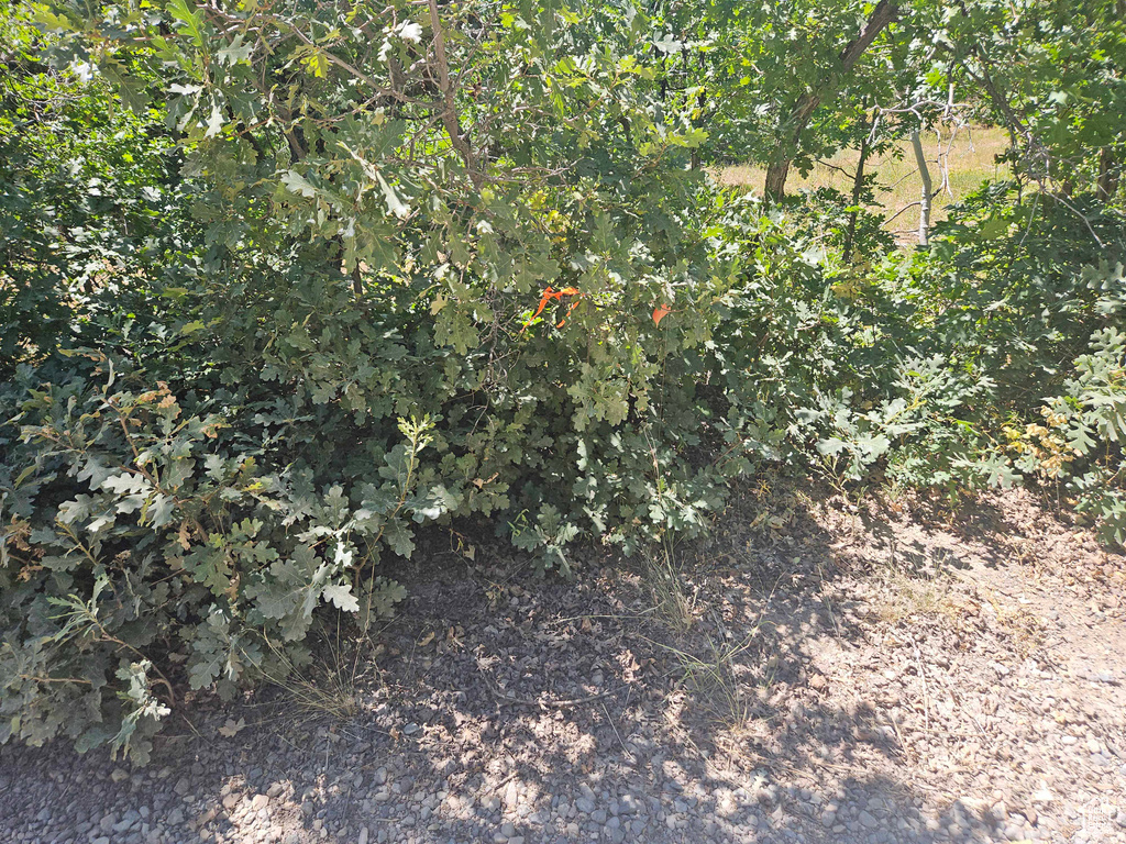 View of local wilderness