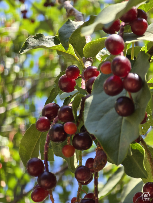 Photo 74 for MLS #2104025 at 1383 S Choke Cherry Dr