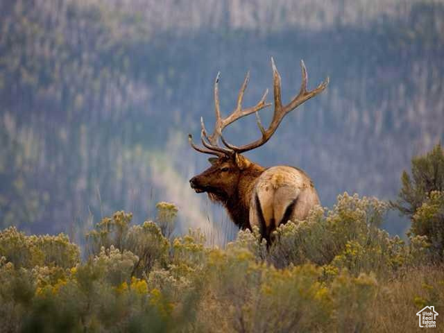 2840  MONVISO TRL Kamas, UT 84036