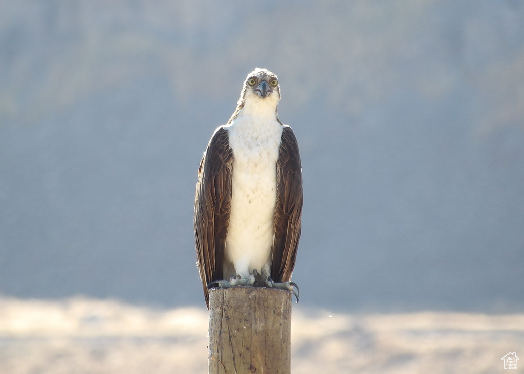 SHOREVIEW LN Spanish Fork, UT 84660