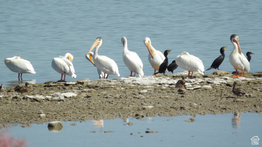 SHOREVIEW LN Spanish Fork, UT 84660