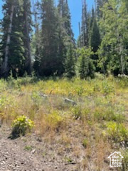 View of undeveloped land