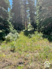 View of local wilderness