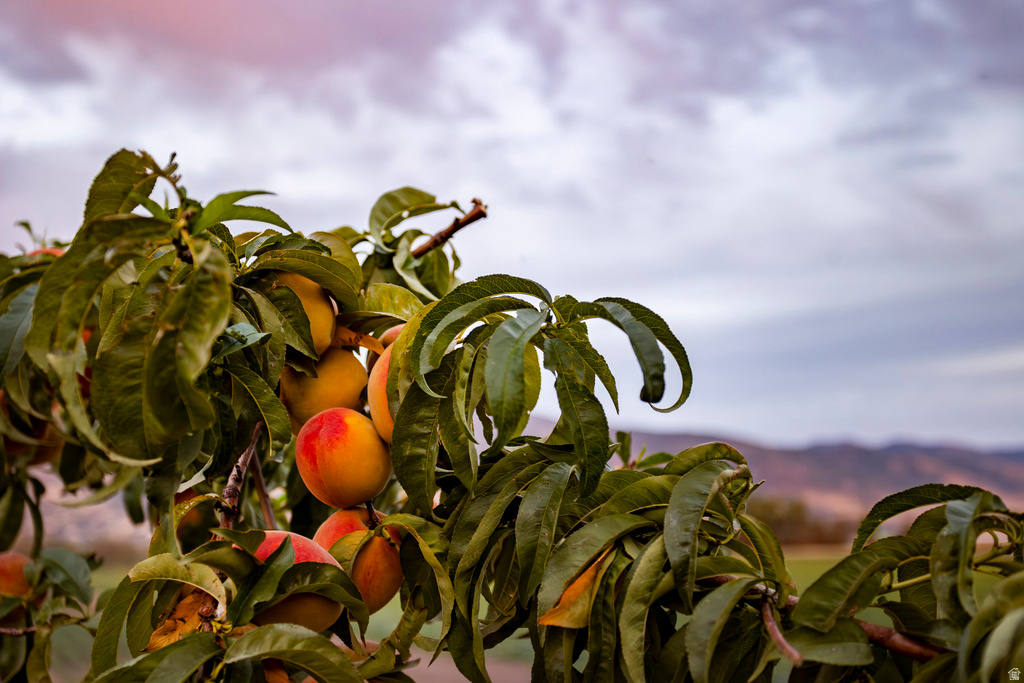 575 S 1450 W Farmington, UT 84025