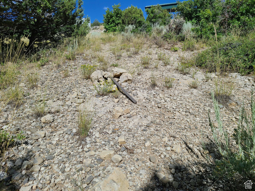 View of local wilderness