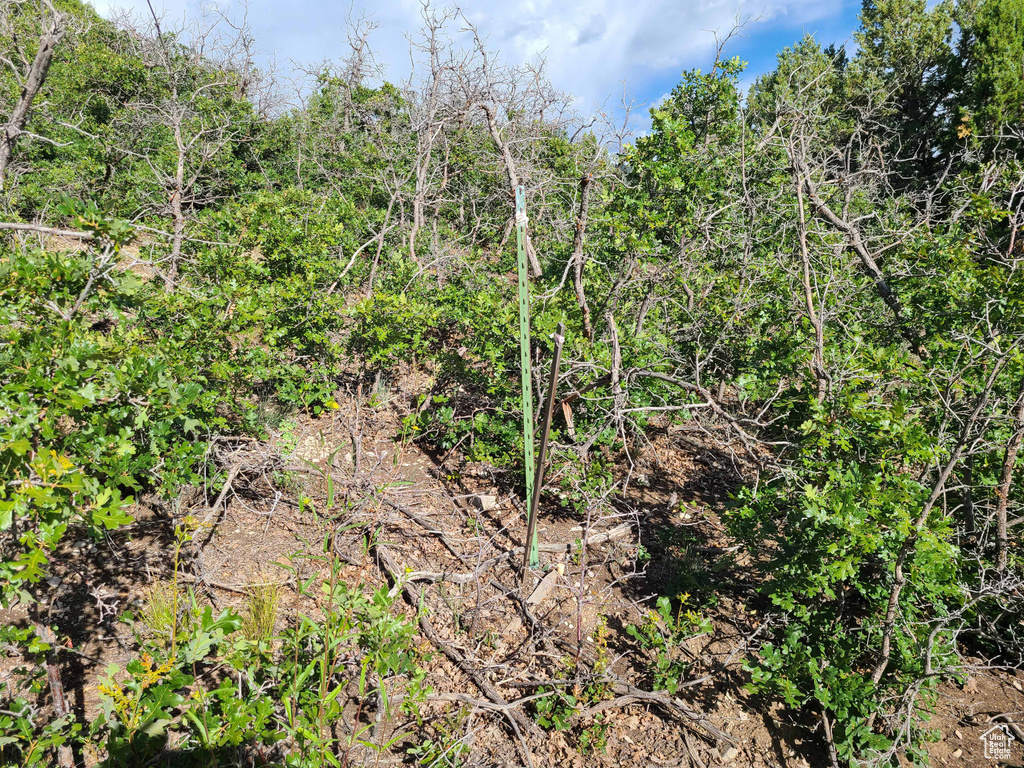 View of undeveloped land