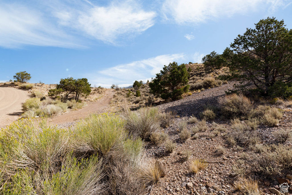 View of local wilderness