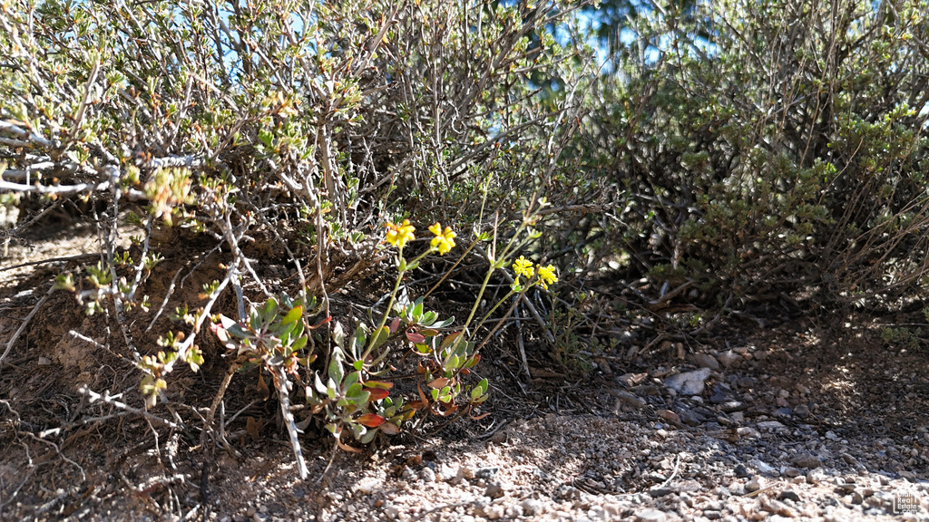 123  TBD PROUT WASH RD Cedar City, UT 84721