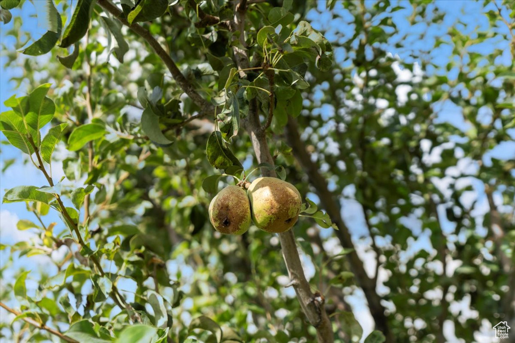 459 W HARVEST MOON DR Saratoga Springs, UT 84045