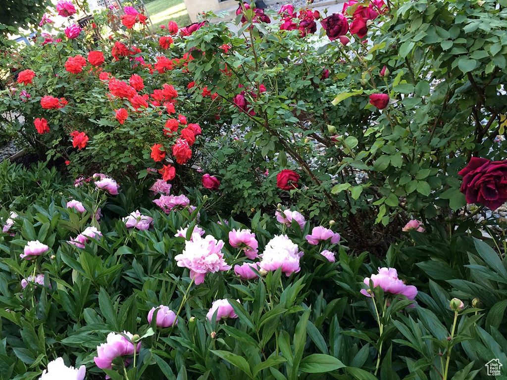 1244 E LORRAINE DR Salt Lake City, UT 84106