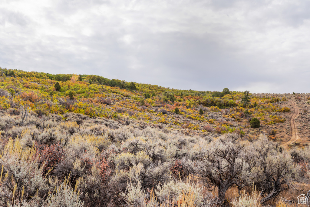 View of local wilderness