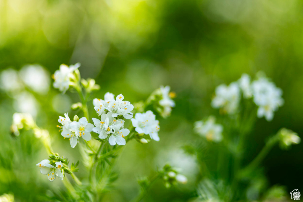 5156 N PEBBLE DR Midway, UT 84049