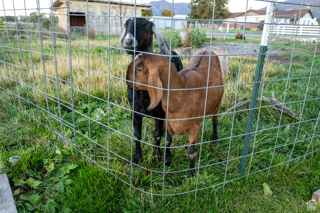 Photo 8 for MLS #2116438 at 983 E Antelope Dr