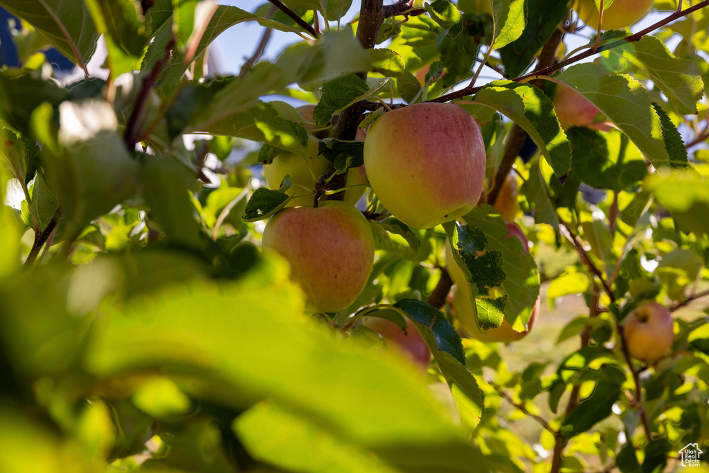 1747 N 8150 W Petersboro, UT 84325