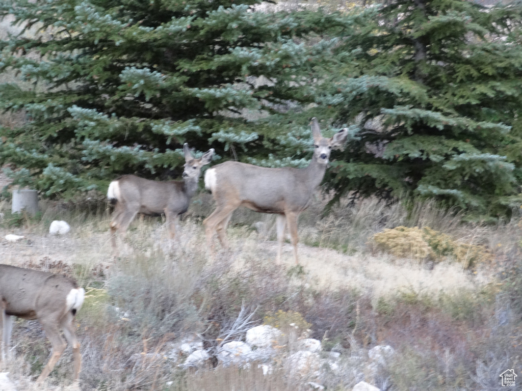 454 N LAKE VISTA DR Garden City, UT 84028