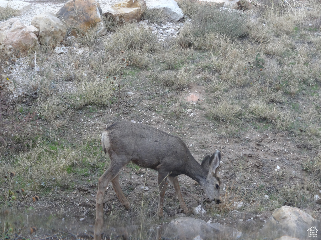 454 N LAKE VISTA DR Garden City, UT 84028