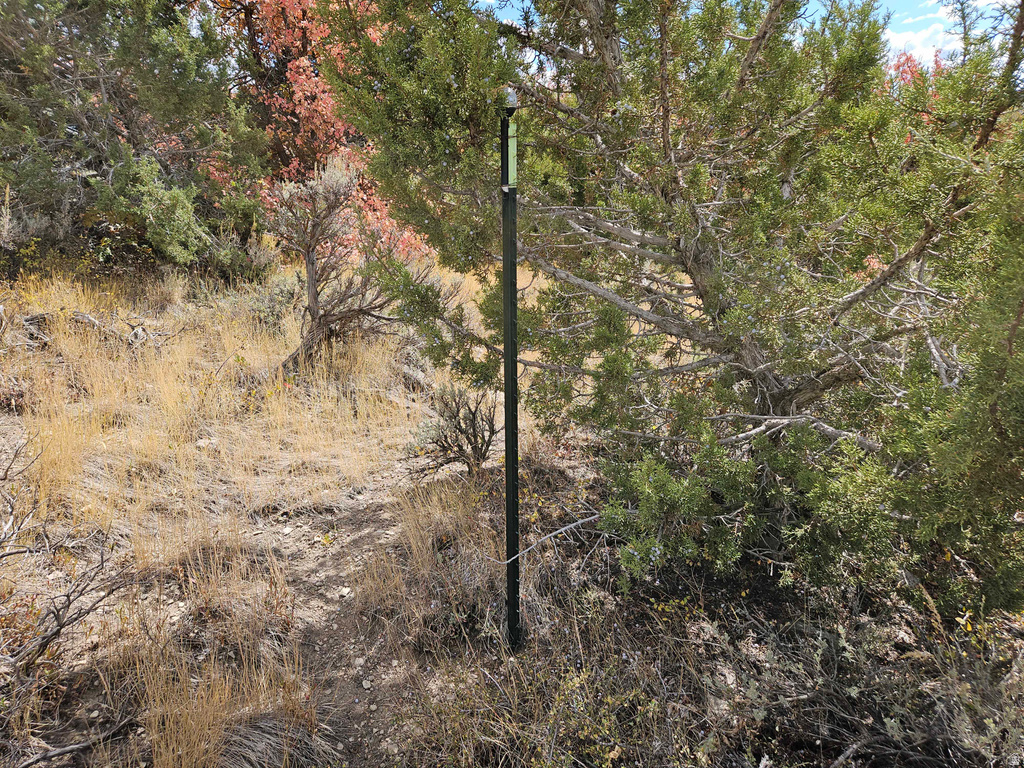 View of local wilderness