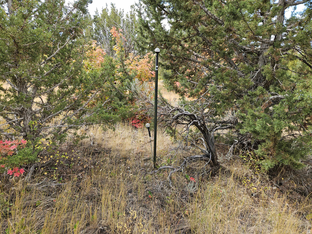 View of local wilderness