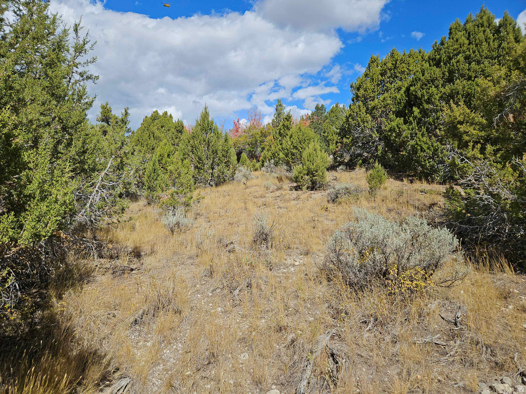 View of local wilderness
