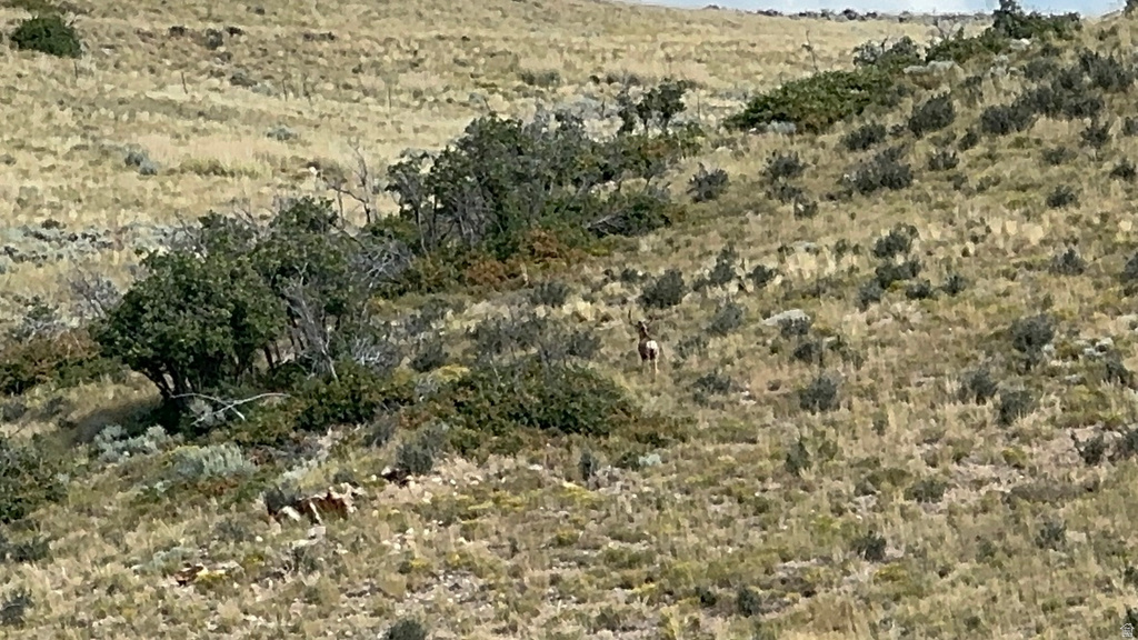 47  KENT CYN Wanship, UT 84017