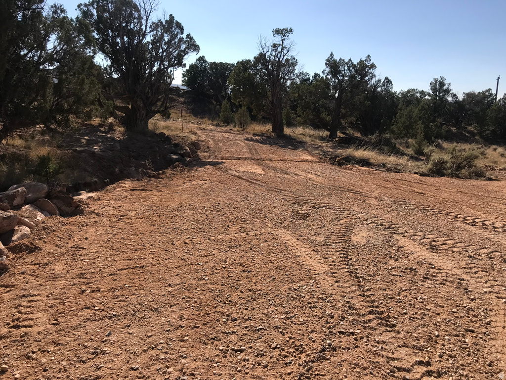 View of local wilderness