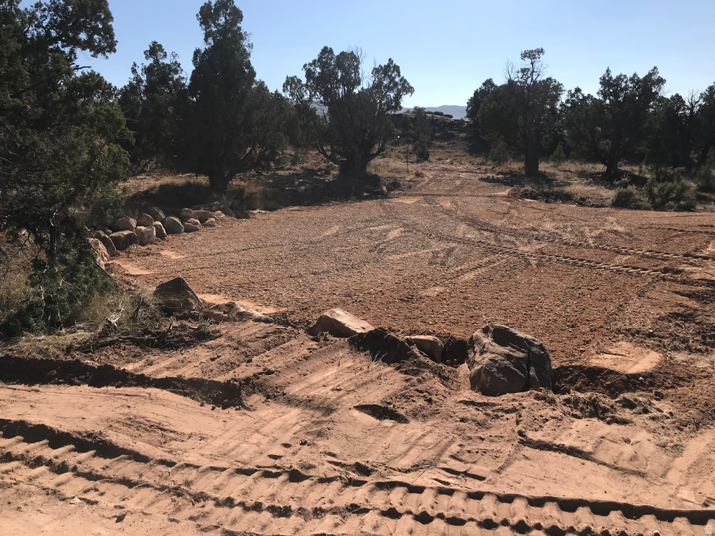 View of local wilderness