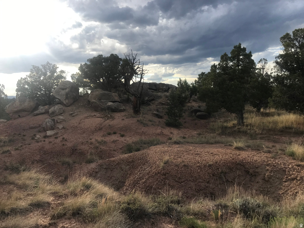 View of local wilderness