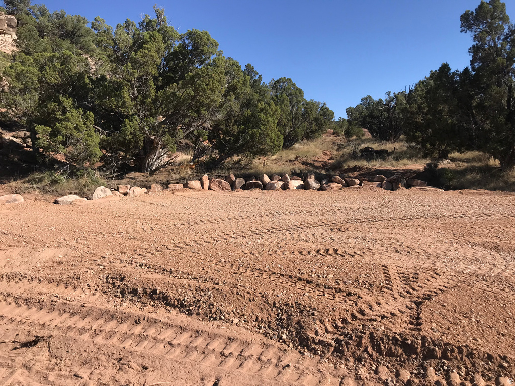 View of local wilderness