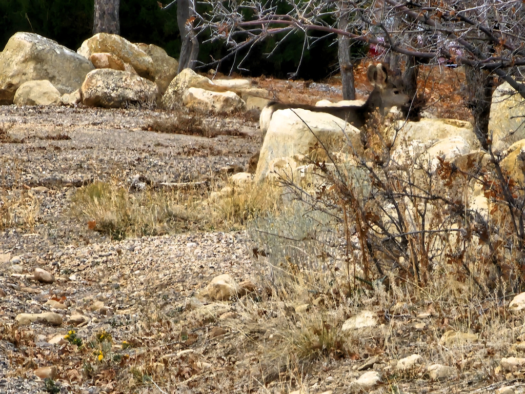 24  SPRING CREEK DR Fairview, UT 84629