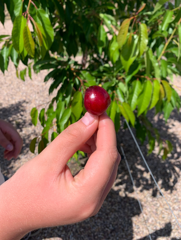 11415 S HAGAN RD Sandy, UT 84092