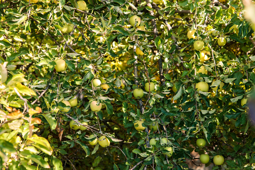 8955 N HIGHWAY 38 Deweyville, UT 84309